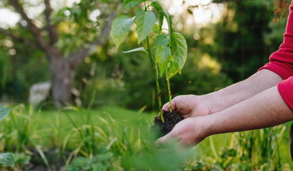 Bahçede Biber Nasıl Yetiştirilir?