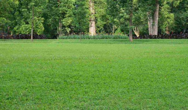 Bahçe Çimi Nasıl Ekilir​?