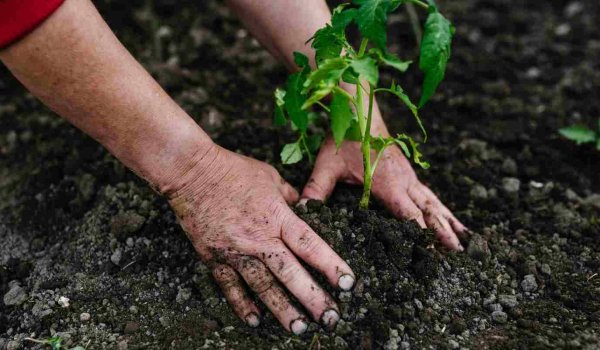 Bahçede Domates Nasıl Yetiştirilir​?