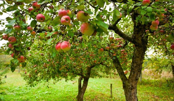 Bahçede Elma Ağacı Nasıl Yetiştirilir?
