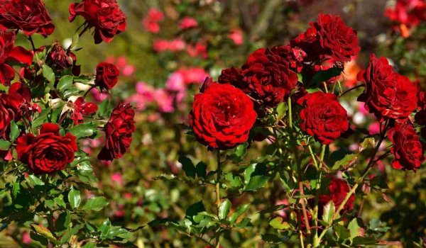 Bahçede Gül Bakımı Nasıl Olmalı?