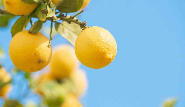 Bahçede Limon Ağacı Bakımı Nasıl Olmalı?