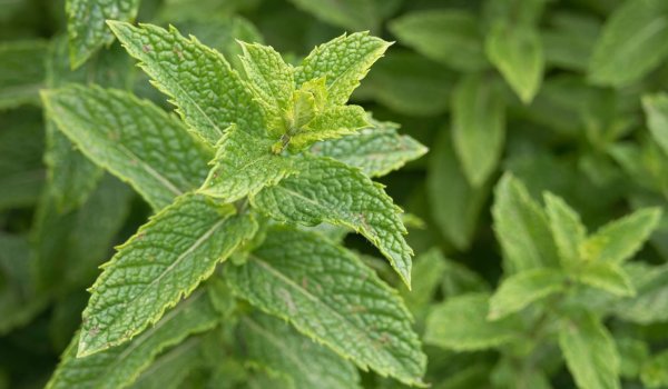 Bahçede Nane Nasıl Yetiştirilir?