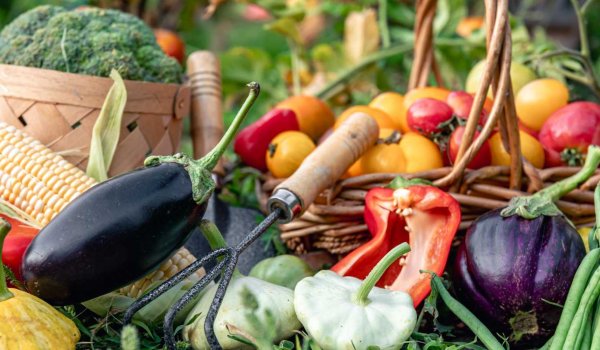 Bahçede Patlıcan Nasıl Yetiştirilir?