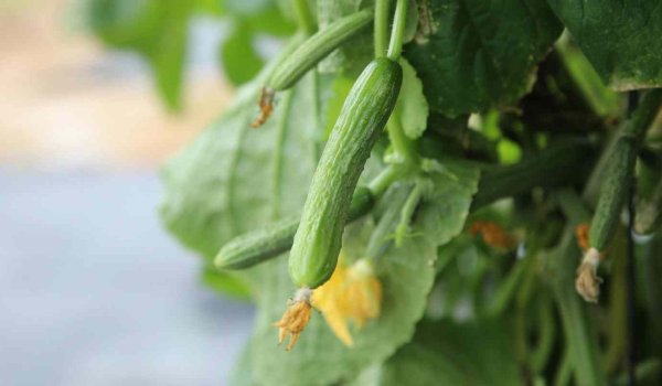 Bahçede Salatalık Yetiştirmek İçin Neler Gerekli?