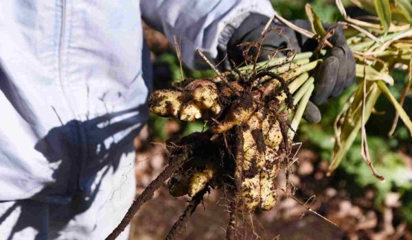 Bahçede Zencefil Nasıl Yetiştirilir?