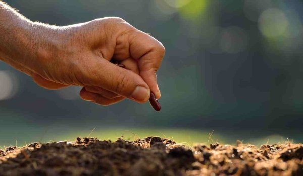 Bahçeye Çiçek Tohumu Ne Zaman Ekilir​?