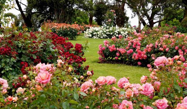 Bahçeye Fare Gelmemesi İçin Ne Yapılır?