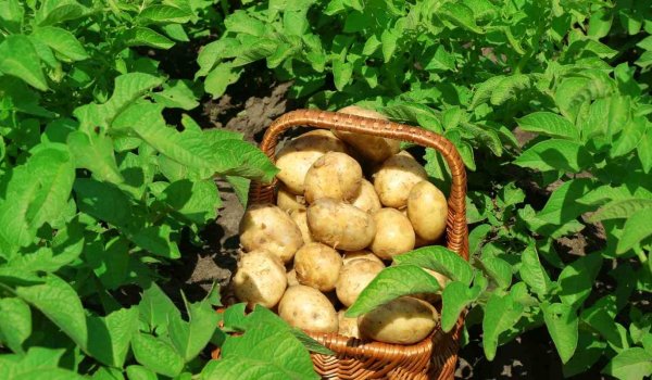 Bahçeye Patates Nasıl Ekilir?