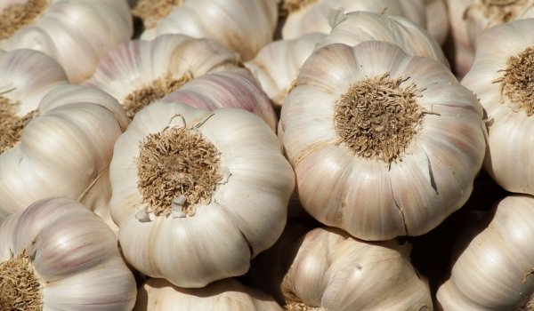 Bahçeye Sarımsak Nasıl Ekilir?