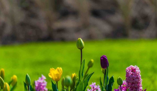 Bahçeye Sinek Gelmemesi İçin Ne Yapılır​?