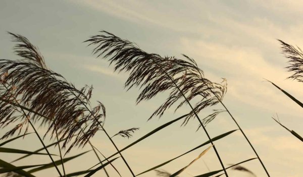 Beaufort Ölçeği Nedir? Rüzgarın Gücünü Anlama Rehberi