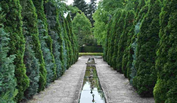 En Güzel Bahçe Ağaçları​ Hangileridir?