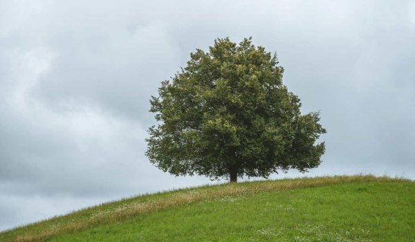 En Hızlı Büyüyen Ağaçlar ve Bakım Rehberi