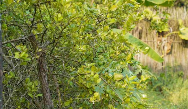 Hep Yeşil Kalan Bahçe Bitkileri​ Nelerdir?