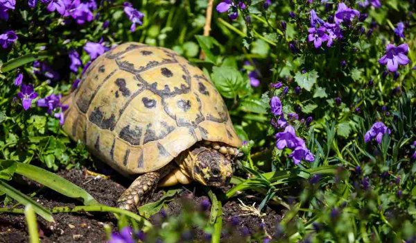 Kaplumbağa Bahçeye Zarar Verir mi​?