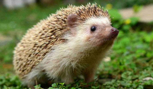 Kirpi Bahçeye Zarar Verir mi​?