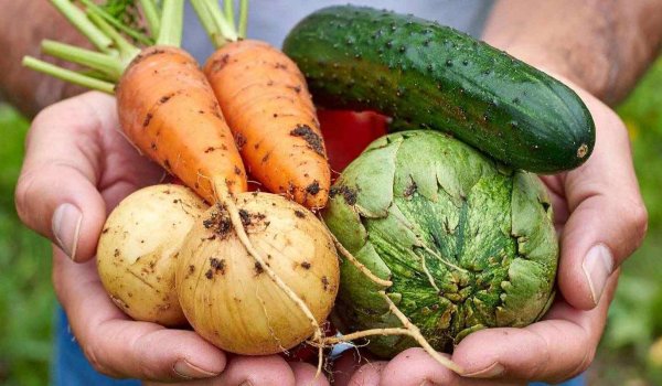 Kışın Bahçeye Ne Ekilir?