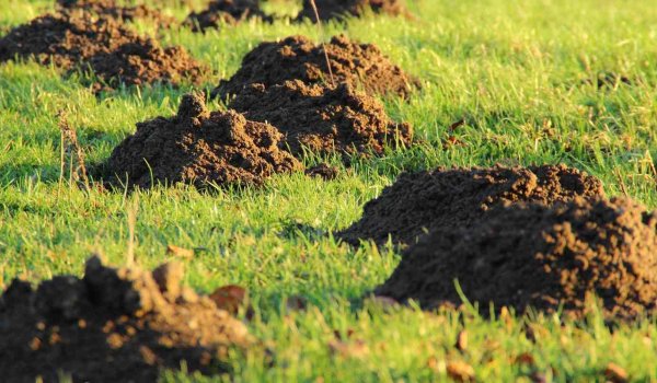 Köstebek Bahçeye Zarar Verir mi​?