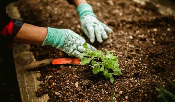 Mart Ayında Bahçeye Ne Ekilir​?