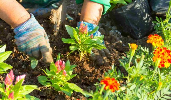 Mayıs Ayında Bahçeye Ne Ekilir?