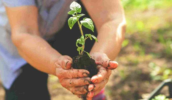 Nisan Ayında Bahçeye Ne Ekilir​?