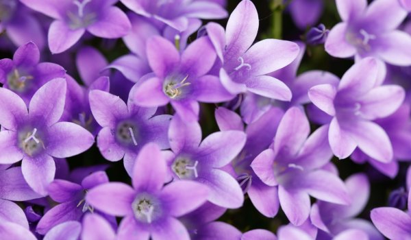 Donlara Rağmen Açan Soğuğa Dayanıklı Çiçekler