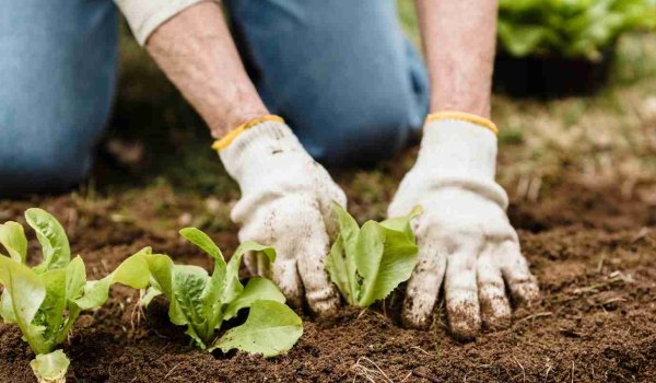 Şubat Ayında Bahçeye Ne Ekilir​​?