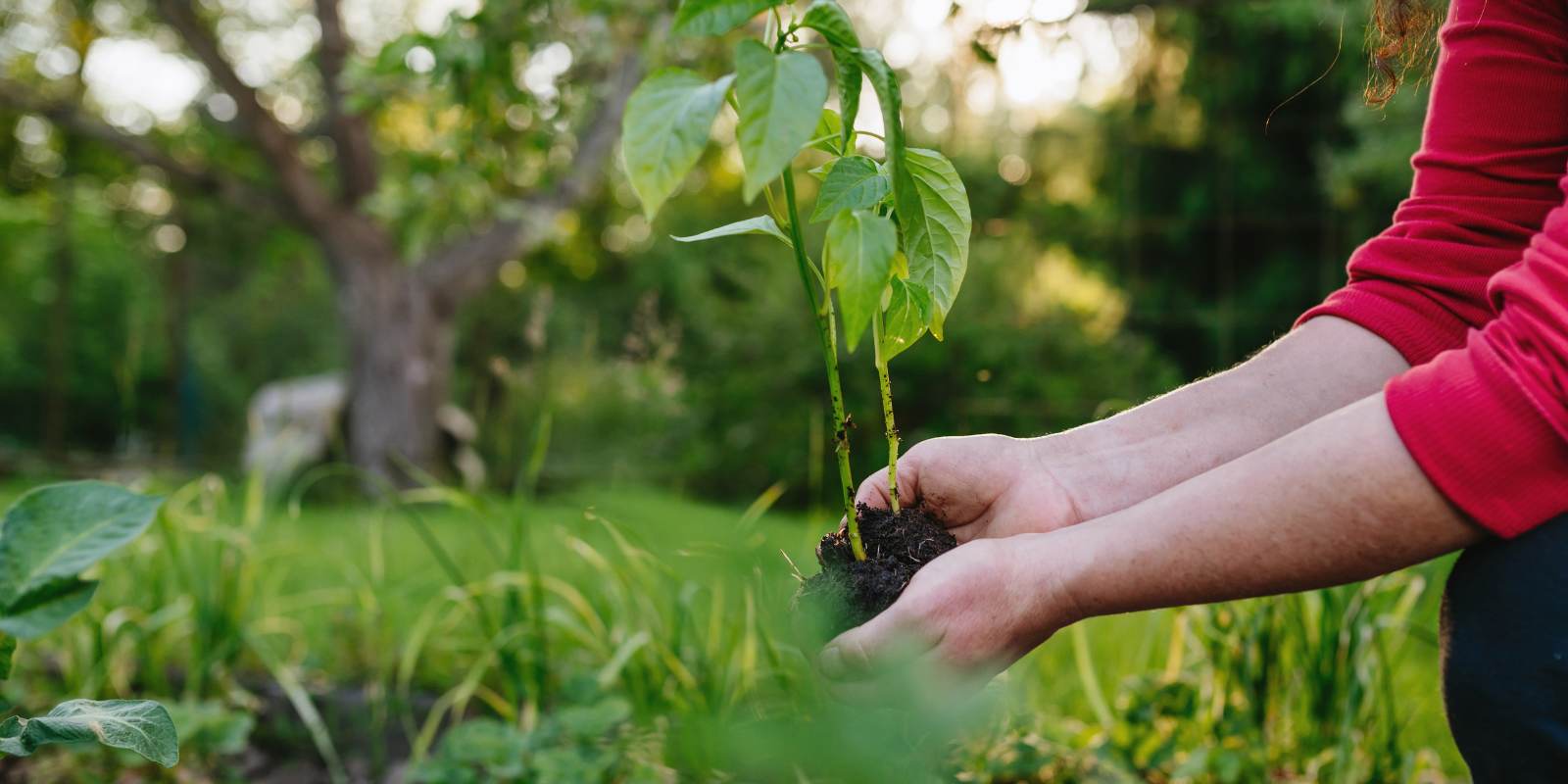 Bahçede Biber Nasıl Yetiştirilir?