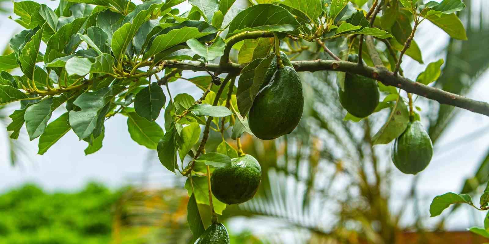 Bahçede Avokado Nasıl Yetiştirilir?