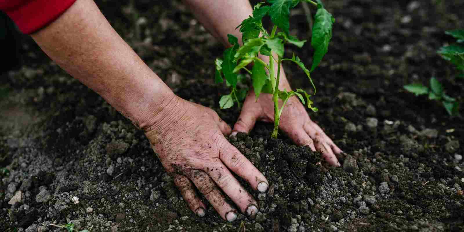 Bahçede Domates Nasıl Yetiştirilir​?