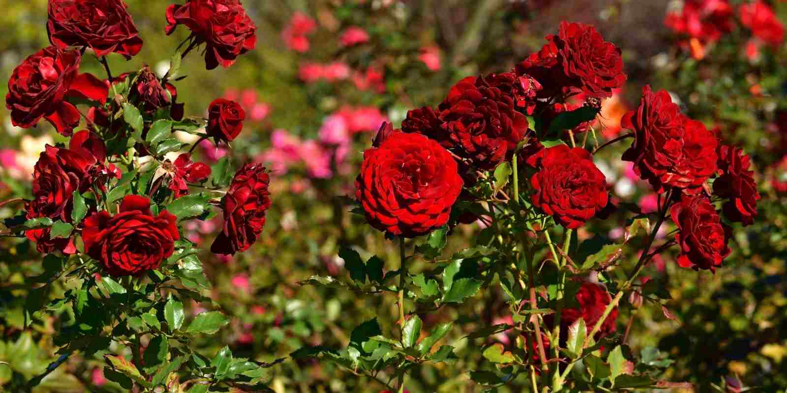 Bahçede Gül Bakımı Nasıl Olmalı?