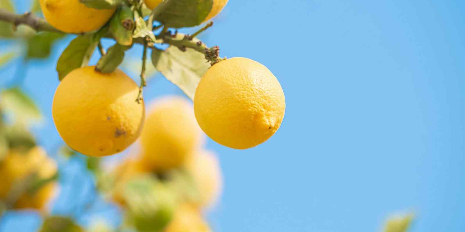 Bahçede Limon Ağacı Bakımı Nasıl Olmalı?