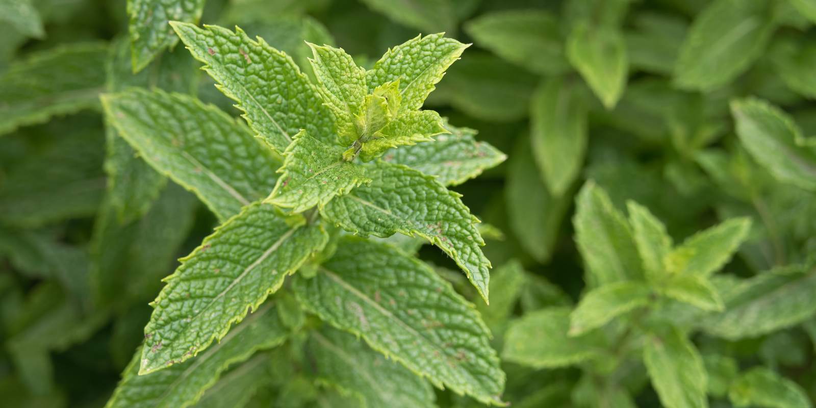 Bahçede Nane Nasıl Yetiştirilir?