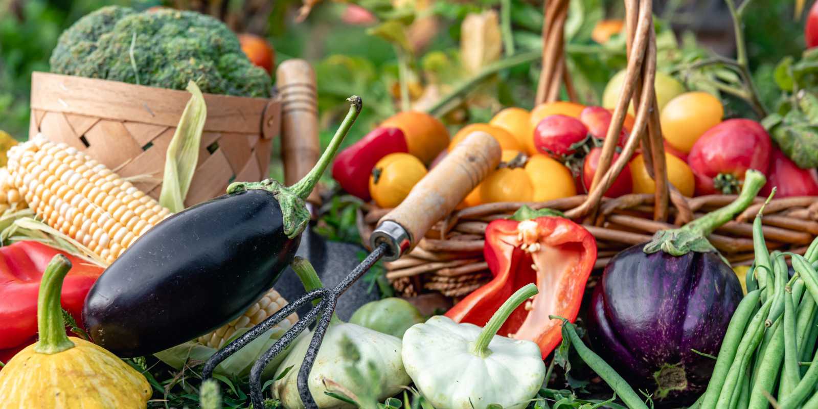 Bahçede Patlıcan Nasıl Yetiştirilir?