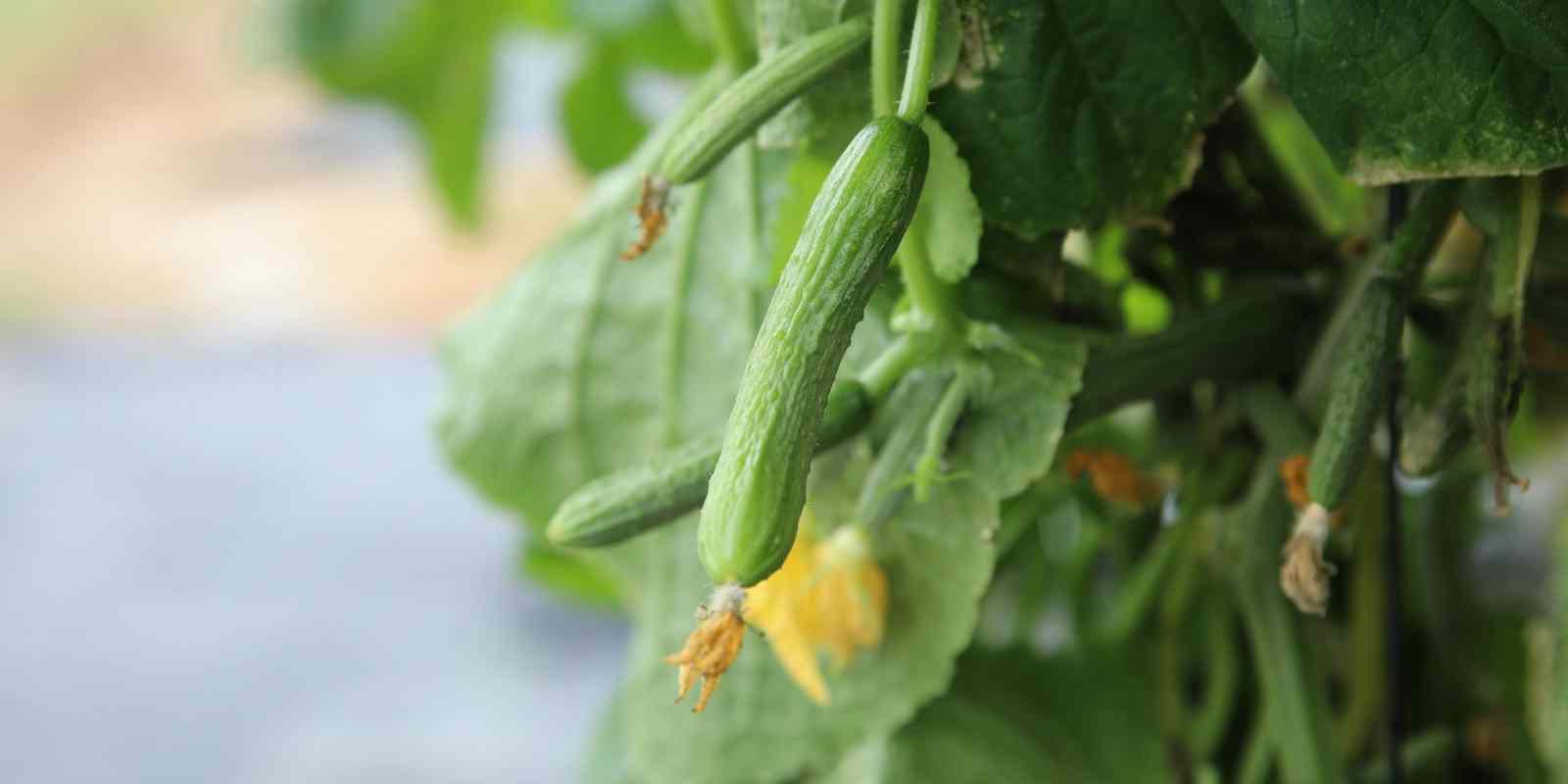 Bahçede Salatalık Yetiştirmek İçin Neler Gerekli?