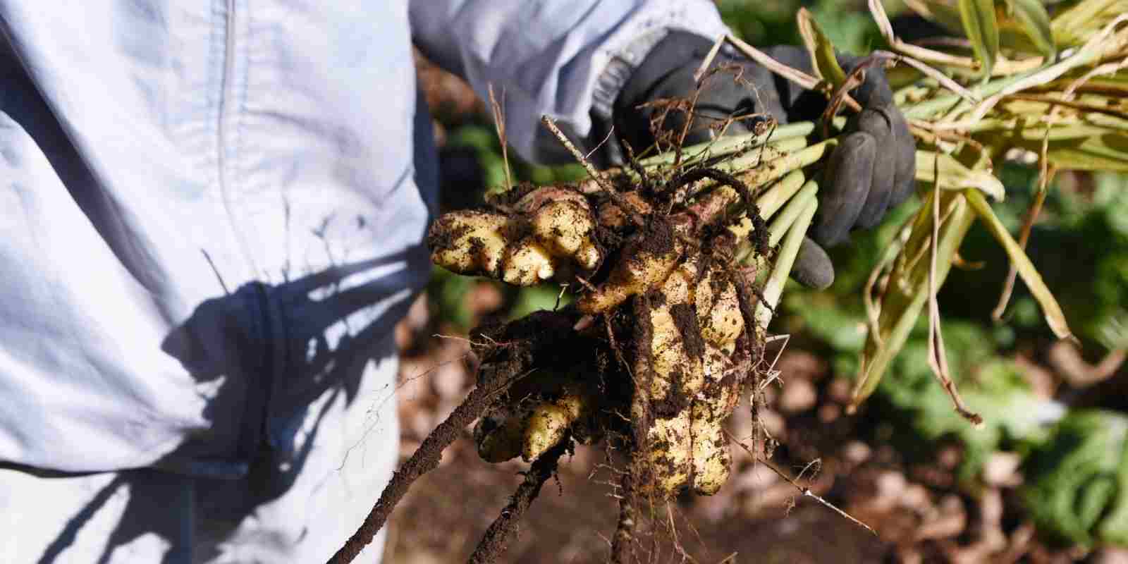 Bahçede Zencefil Nasıl Yetiştirilir?