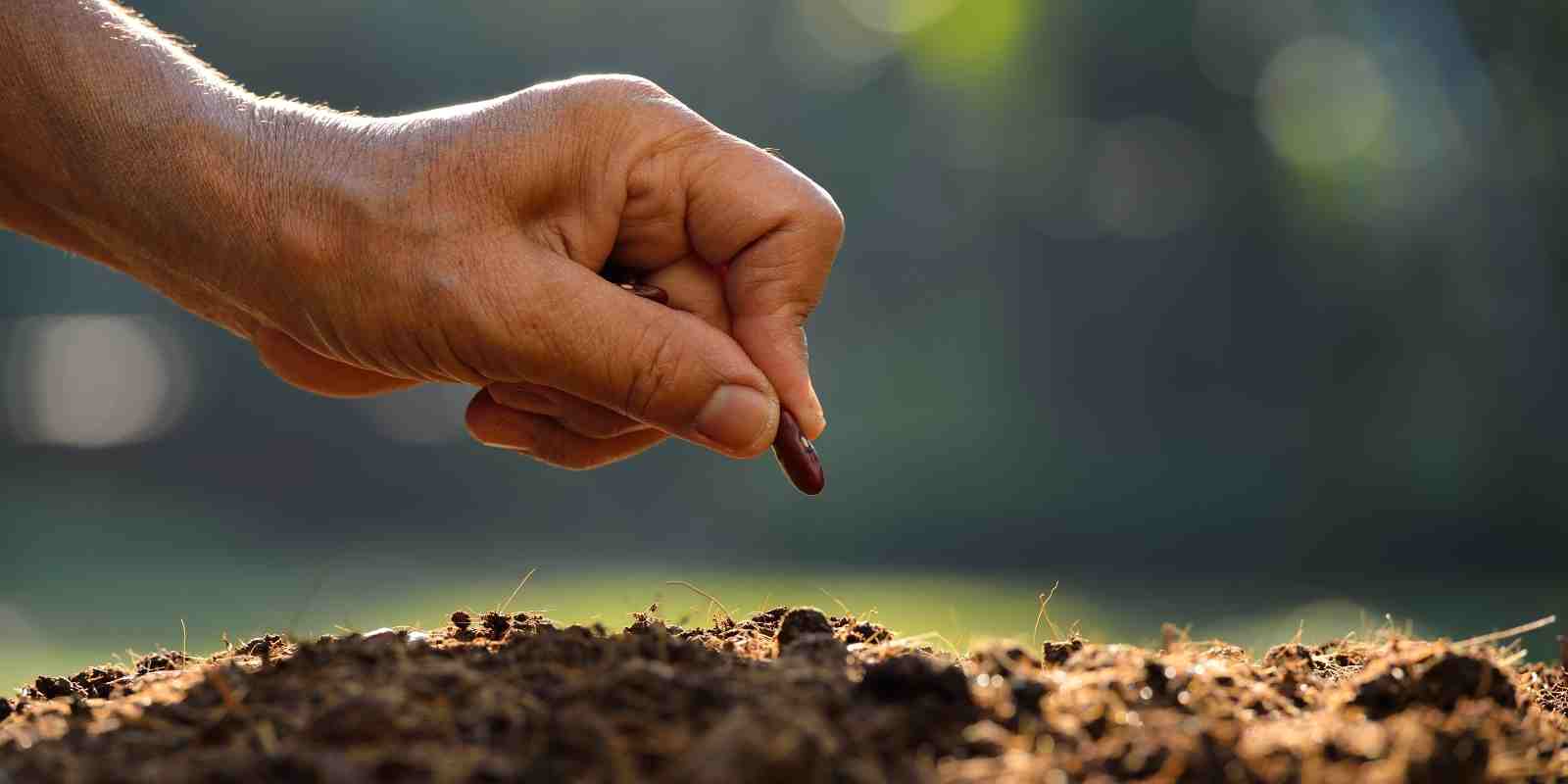 Bahçeye Çiçek Tohumu Ne Zaman Ekilir​?