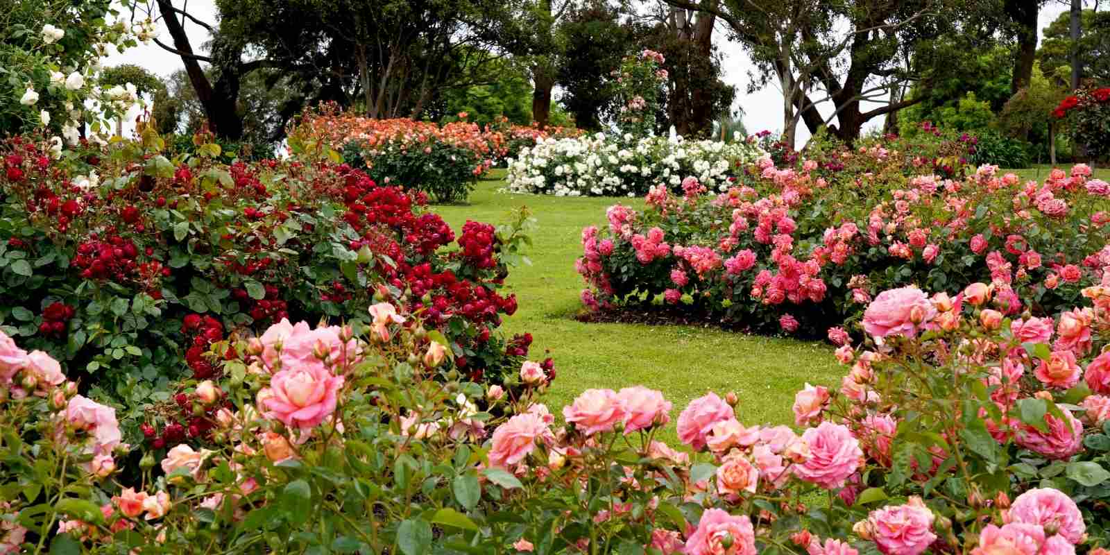 Bahçeye Fare Gelmemesi İçin Ne Yapılır?