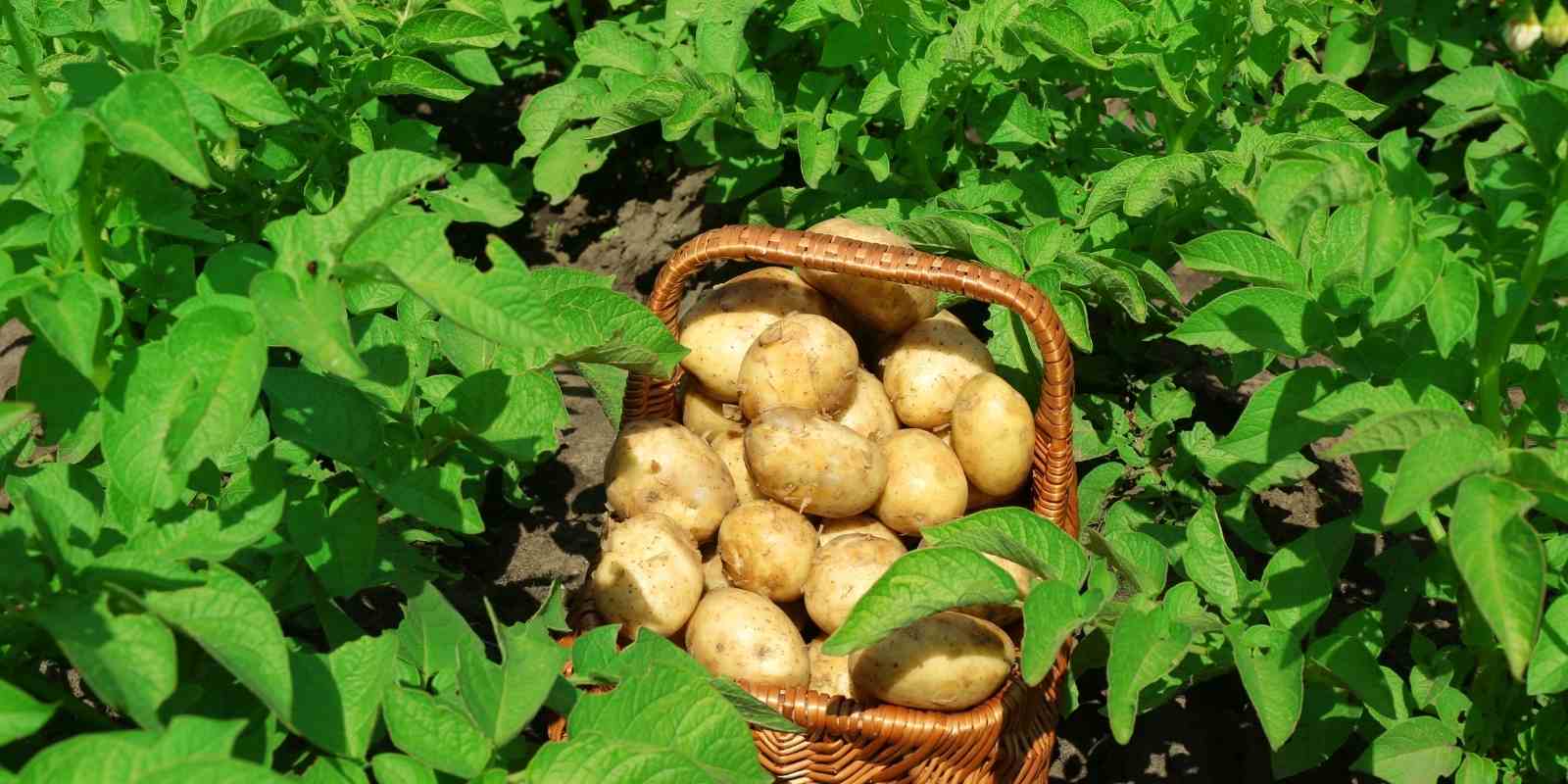 Bahçeye Patates Nasıl Ekilir?