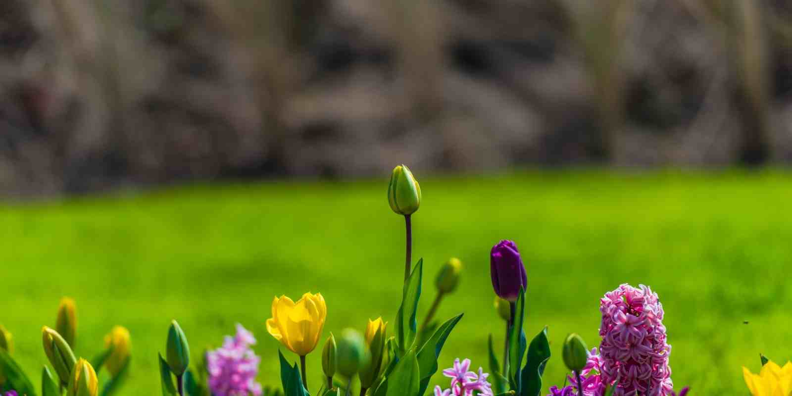 Bahçeye Sinek Gelmemesi İçin Ne Yapılır​?