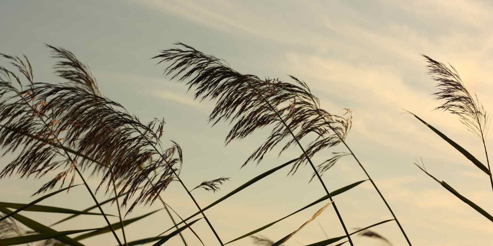 Beaufort Ölçeği Nedir? Rüzgarın Gücünü Anlama Rehberi