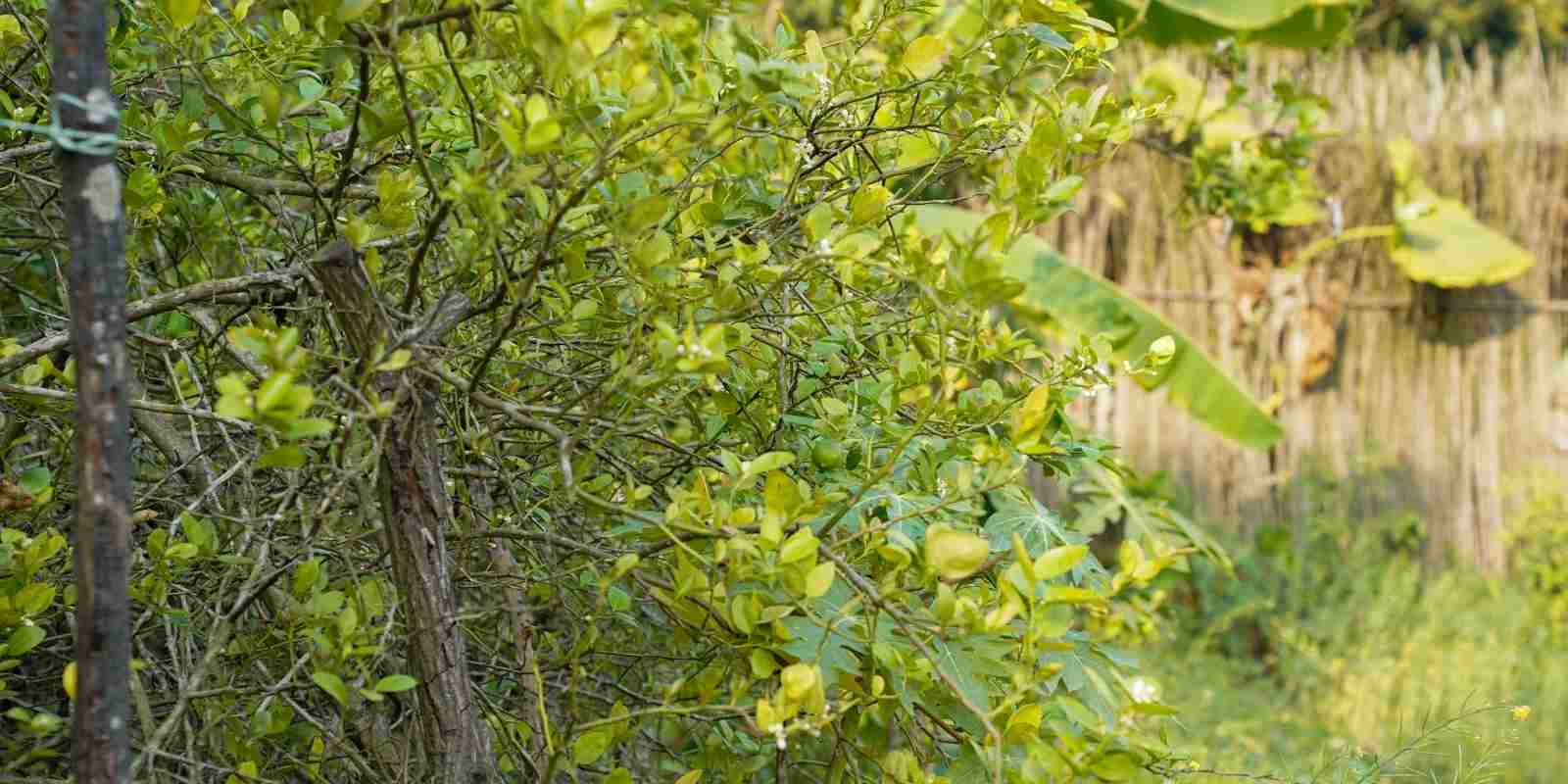 Hep Yeşil Kalan Bahçe Bitkileri​ Nelerdir?