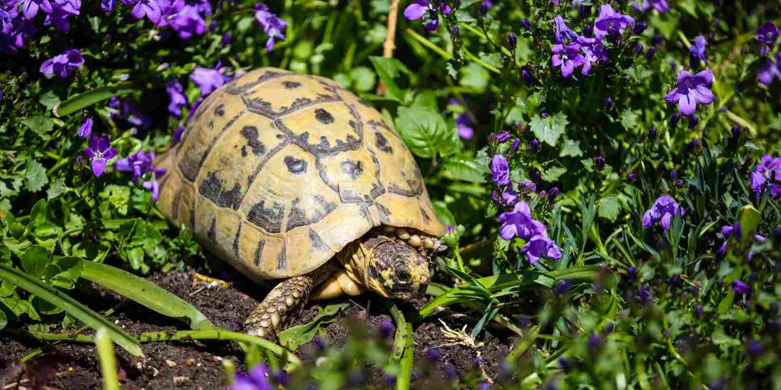 Kaplumbağa Bahçeye Zarar Verir mi​?