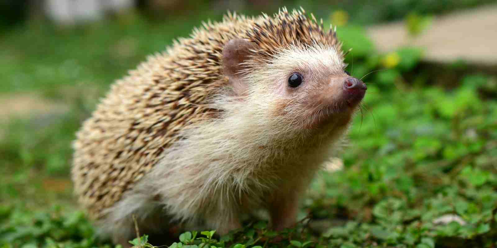 Kirpi Bahçeye Zarar Verir mi​?