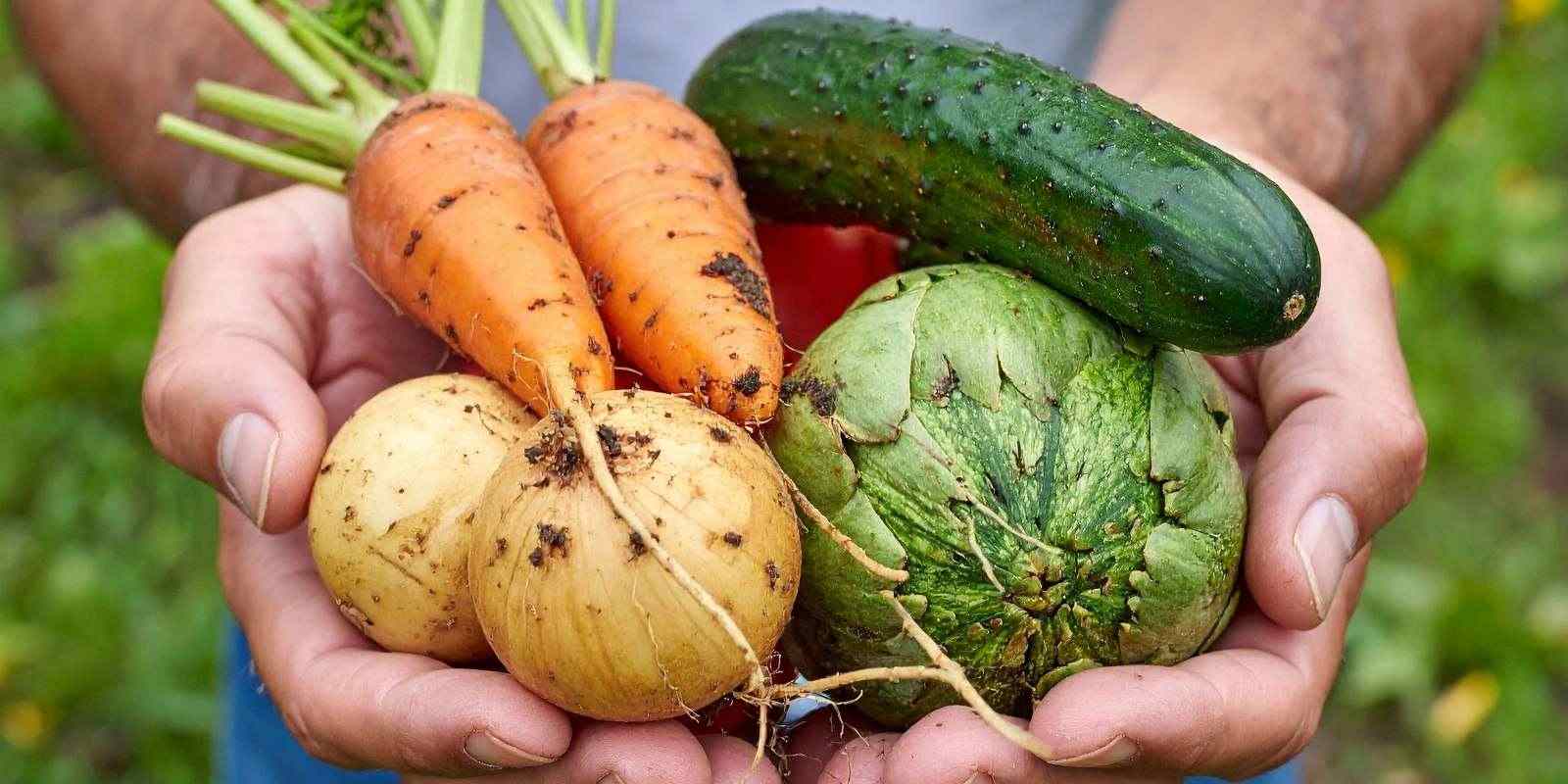 Kışın Bahçeye Ne Ekilir?