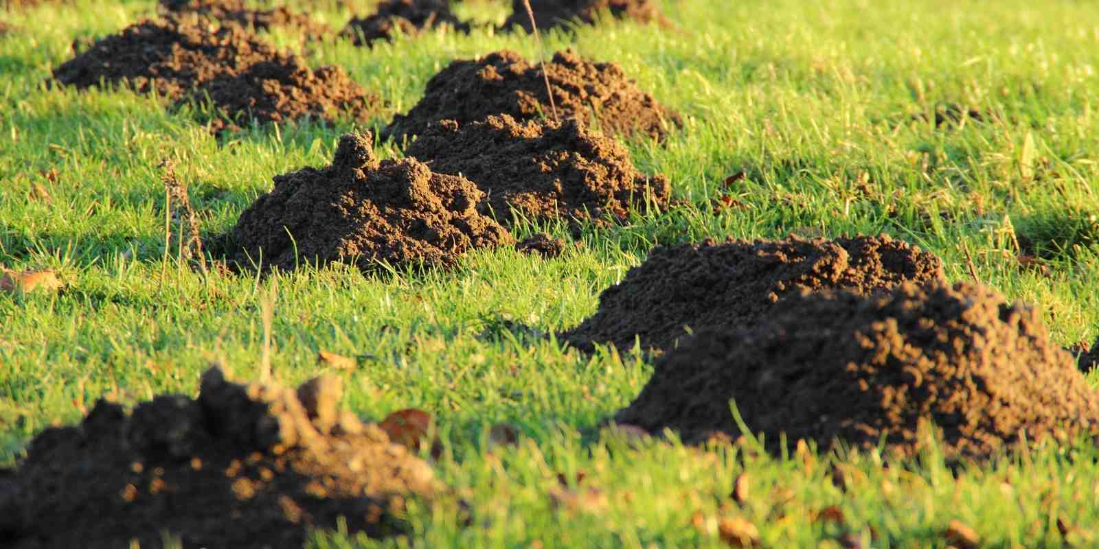 Köstebek Bahçeye Zarar Verir mi​?