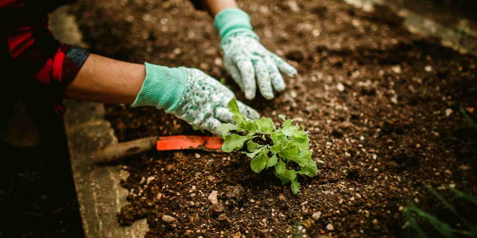 Mart Ayında Bahçeye Ne Ekilir​?