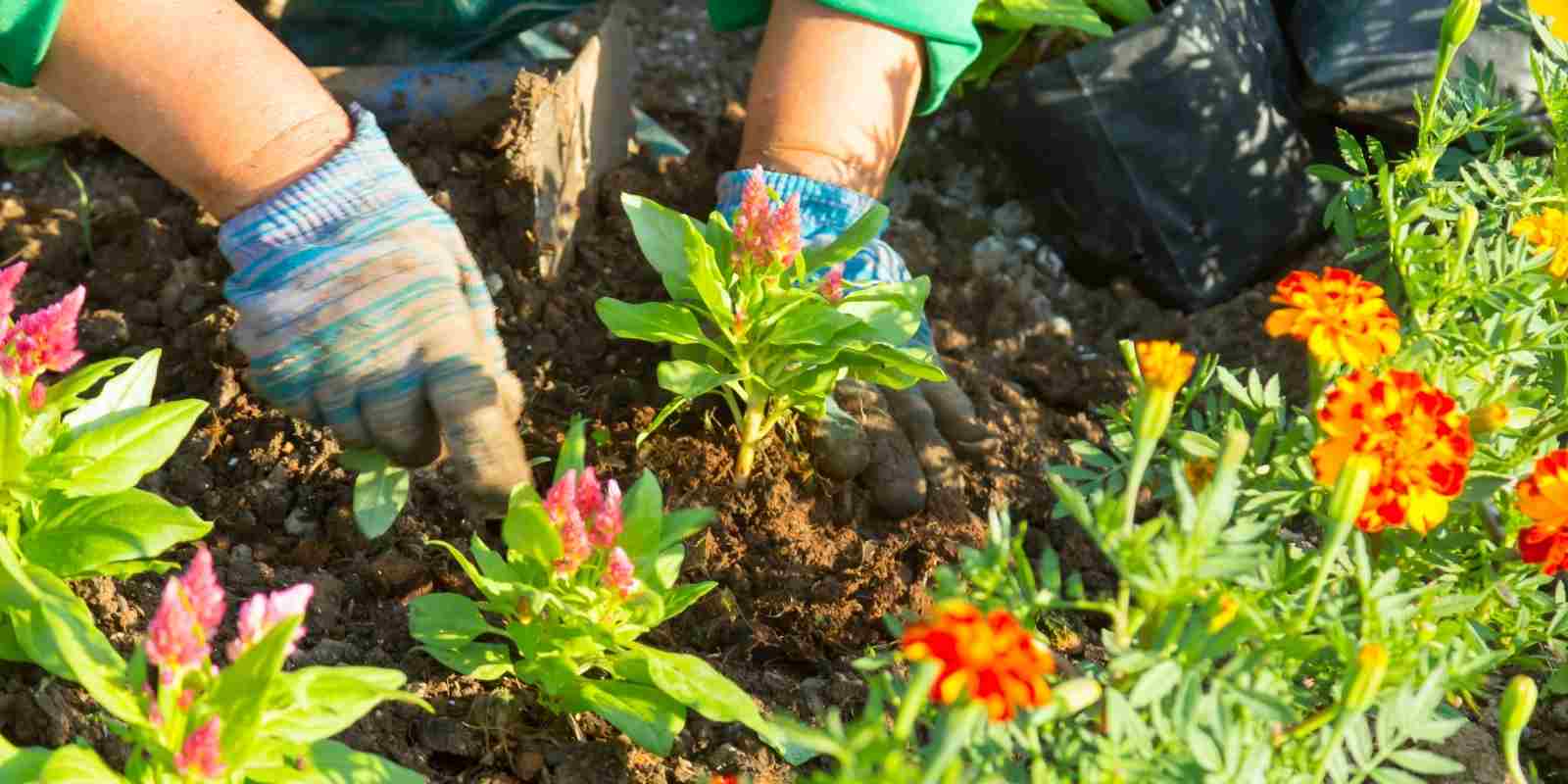 Mayıs Ayında Bahçeye Ne Ekilir?