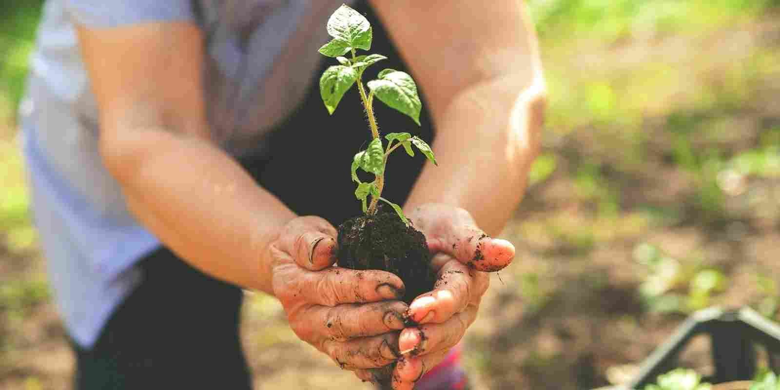 Nisan Ayında Bahçeye Ne Ekilir​?